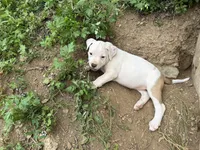 Unnamed , a female American Pit Bull Terrier for sale in Bernville, PA – 2 of 3
