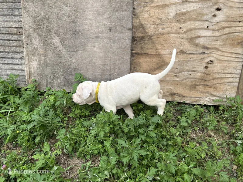 Unnamed  – American Pit Bull Terrier puppy for sale in Bernville, PA