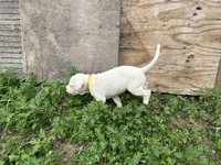 Unnamed , a male American Pit Bull Terrier for sale in Bernville, PA – 1 of 3