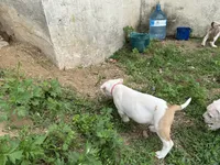 Unnamed , a female American Pit Bull Terrier for sale in Bernville, PA – 3 of 3