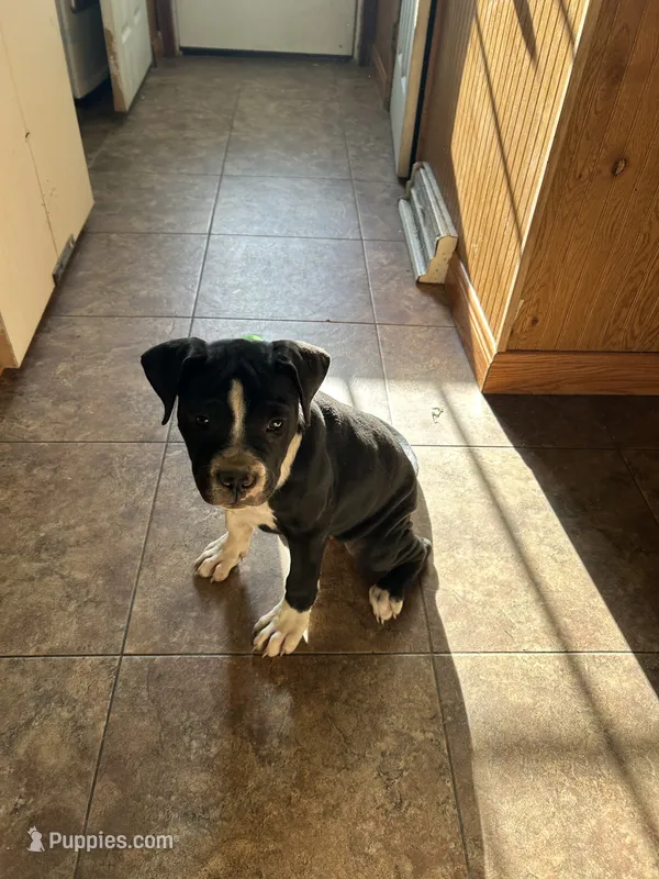 Gatti – American Pit Bull Terrier puppy for sale in Bernville, PA