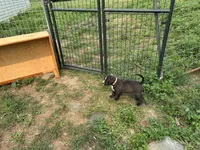 Unnamed , a male American Pit Bull Terrier for sale in Bernville, PA – 2 of 3