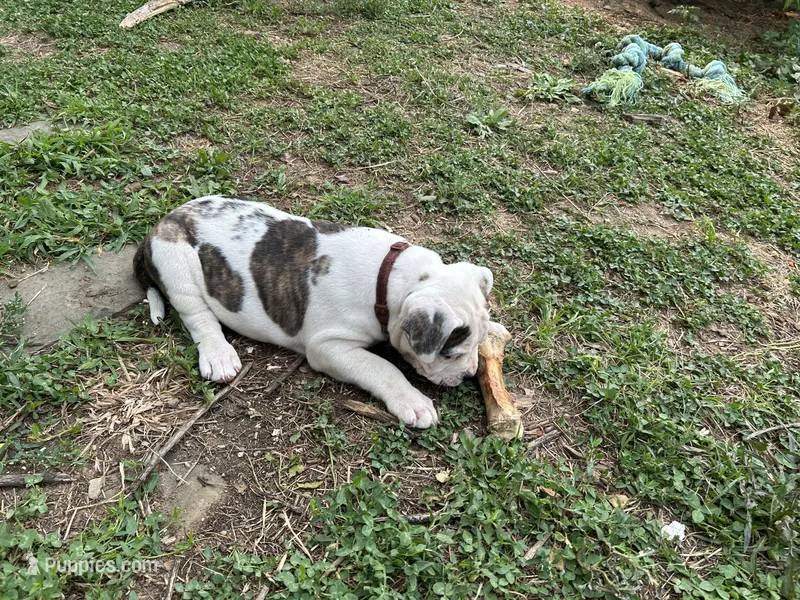 Unnamed  – American Pit Bull Terrier puppy for sale in Bernville, PA