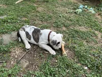 Unnamed , a female American Pit Bull Terrier for sale in Bernville, PA – 1 of 2