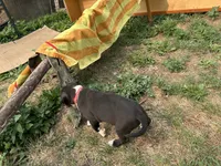 Unnamed , a female American Pit Bull Terrier for sale in Bernville, PA – 3 of 4