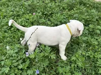 Unnamed , a male American Pit Bull Terrier for sale in Bernville, PA – 2 of 3