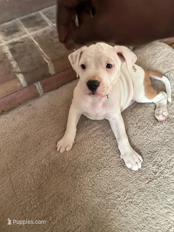 Unnamed  – American Pit Bull Terrier puppy for sale in Bernville, PA