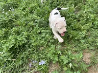 Unnamed , a female American Pit Bull Terrier for sale in Bernville, PA – 2 of 4