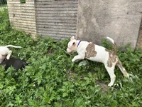 Unnamed , a female American Pit Bull Terrier for sale in Bernville, PA – 2 of 3
