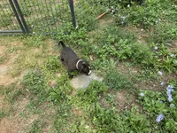 Unnamed , a male American Pit Bull Terrier for sale in Bernville, PA – 3 of 3
