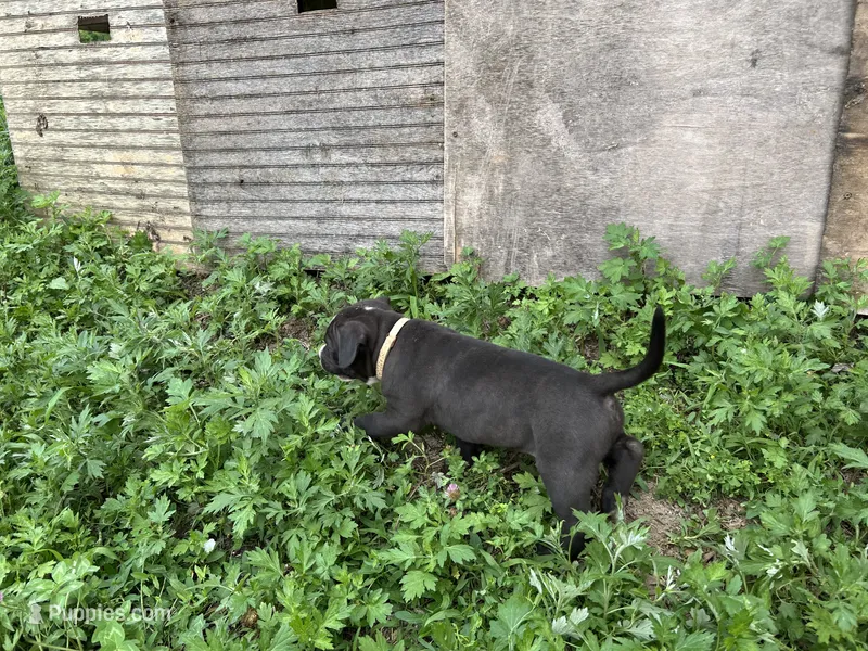 Unnamed  – American Pit Bull Terrier puppy for sale in Bernville, PA