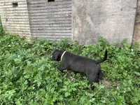 Unnamed , a male American Pit Bull Terrier for sale in Bernville, PA – 1 of 3