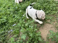 Unnamed , a female American Pit Bull Terrier for sale in Bernville, PA – 4 of 4