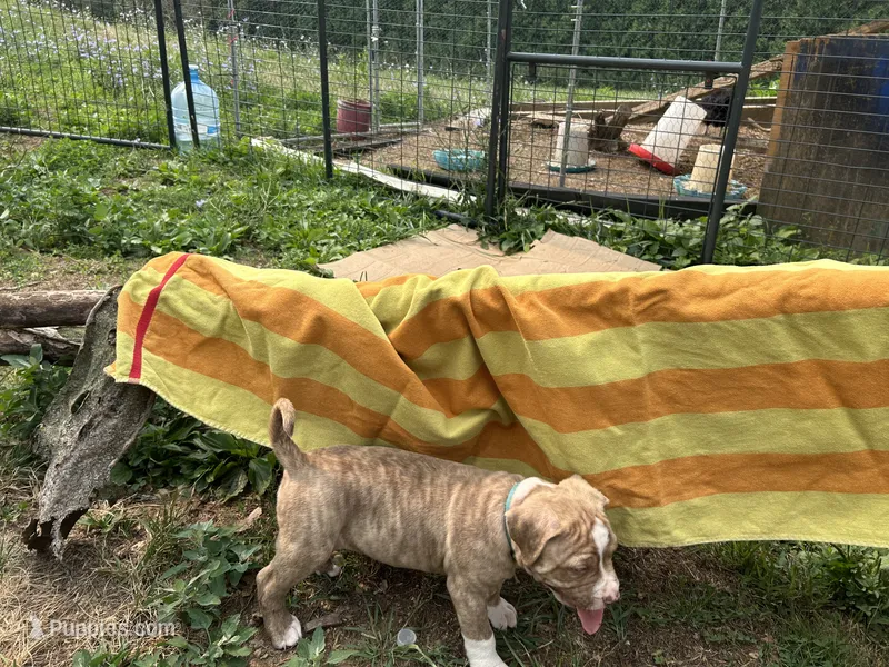 Unnamed  – American Pit Bull Terrier puppy for sale in Bernville, PA
