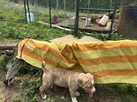 Unnamed , a male American Pit Bull Terrier for sale in Bernville, PA – 1 of 3