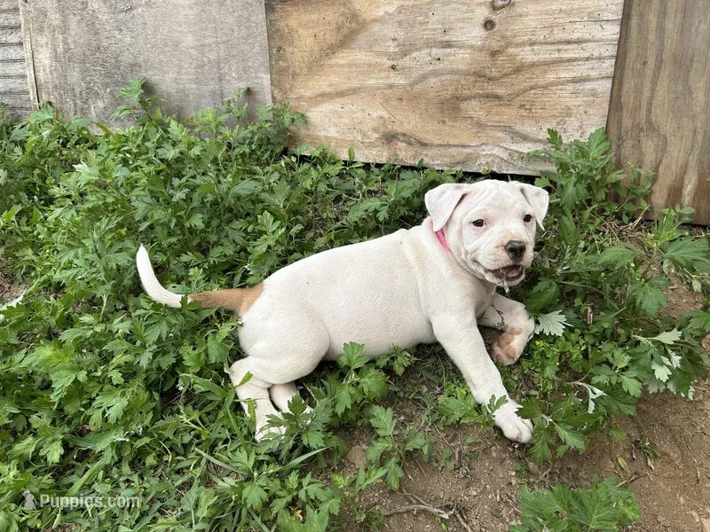 Unnamed  – American Pit Bull Terrier puppy for sale in Bernville, PA