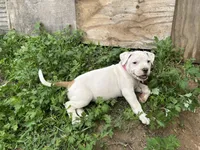 Unnamed , a female American Pit Bull Terrier for sale in Bernville, PA – 1 of 3