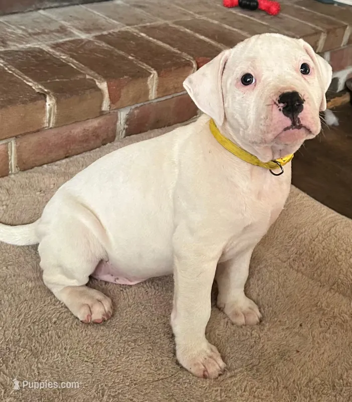Unnamed  – American Pit Bull Terrier puppy for sale in Bernville, PA