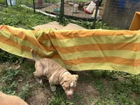 Unnamed , a male American Pit Bull Terrier for sale in Bernville, PA – 3 of 3