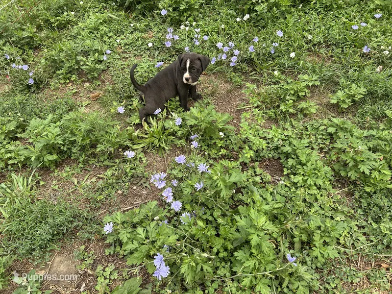 Unnamed  – American Pit Bull Terrier puppy for sale in Bernville, PA