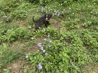 Unnamed , a female American Pit Bull Terrier for sale in Bernville, PA – 1 of 4