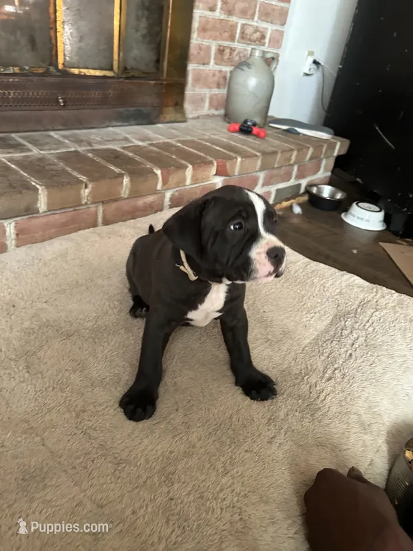 Unnamed  – American Pit Bull Terrier puppy for sale in Bernville, PA