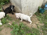 Unnamed , a male American Pit Bull Terrier for sale in Bernville, PA – 3 of 3