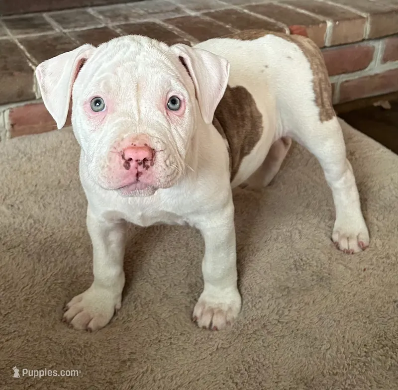 Unnamed  – American Pit Bull Terrier puppy for sale in Bernville, PA