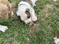 Unnamed , a female American Pit Bull Terrier for sale in Bernville, PA – 2 of 2