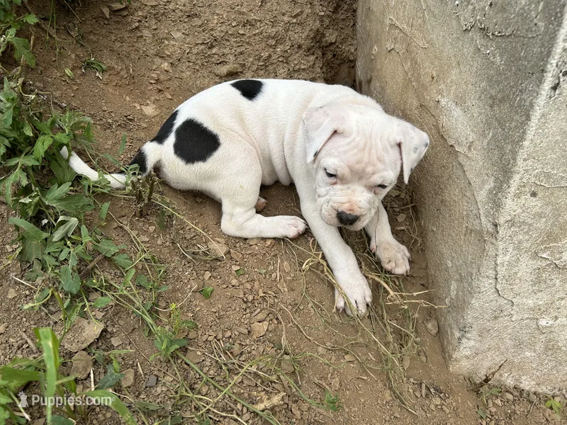 Unnamed  – American Pit Bull Terrier puppy for sale in Bernville, PA