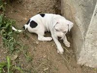 Unnamed , a female American Pit Bull Terrier for sale in Bernville, PA – 1 of 4