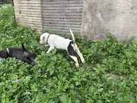 Unnamed , a female American Pit Bull Terrier for sale in Bernville, PA – 3 of 4