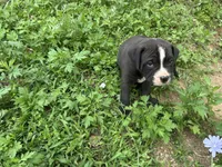 Unnamed , a female American Pit Bull Terrier for sale in Bernville, PA – 4 of 4