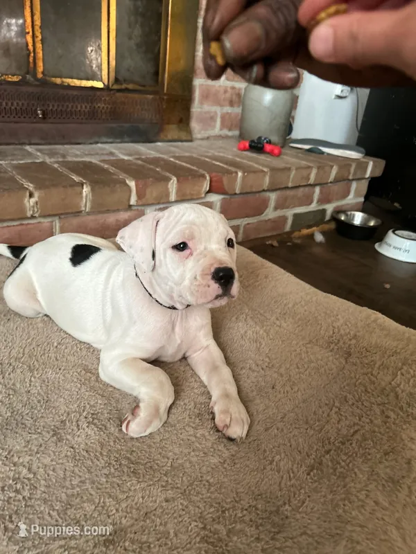 Unnamed  – American Pit Bull Terrier puppy for sale in Bernville, PA