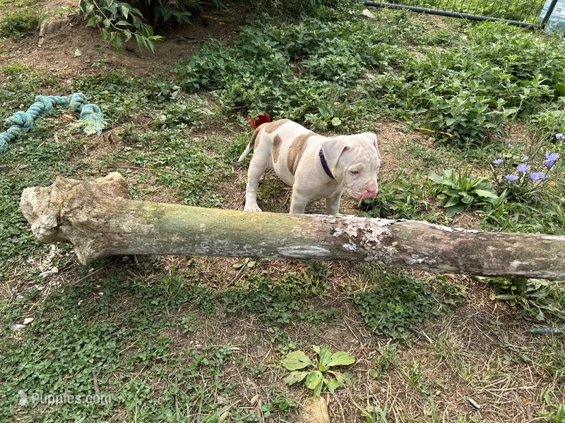 Unnamed  – American Pit Bull Terrier puppy for sale in Bernville, PA