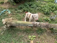 Unnamed , a female American Pit Bull Terrier for sale in Bernville, PA – 1 of 3