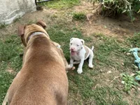 Unnamed , a female American Pit Bull Terrier for sale in Bernville, PA – 3 of 3