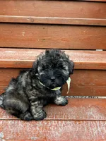 George , a male Shih Tzu and Poodle - Miniature  for sale in Portland, OR – Photo 5 of 6