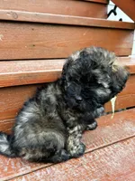 George , a male Shih Tzu and Poodle - Miniature  for sale in Portland, OR – Photo 2 of 6