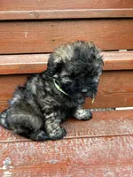 George , a male Shih Tzu and Poodle - Miniature  for sale in Portland, OR – Photo 6 of 6