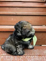 George , a male Shih Tzu and Poodle - Miniature  for sale in Portland, OR – Photo 3 of 6