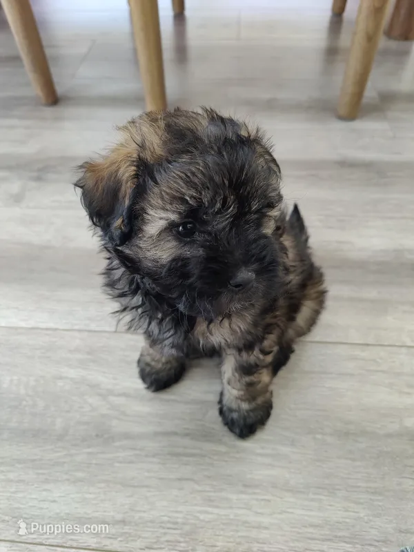 George  – Shih Tzu, Poodle - Miniature  puppy for sale in Portland, OR