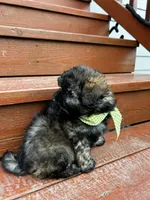 George , a male Shih Tzu and Poodle - Miniature  for sale in Portland, OR – Photo 4 of 6
