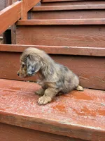 Sage, a female Miniature Dachshund for sale in Portland, OR – Photo 6 of 9