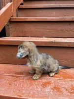 Sage, a female Miniature Dachshund for sale in Portland, OR – Photo 7 of 9
