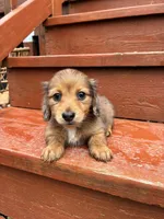 Sage, a female Miniature Dachshund for sale in Portland, OR – Photo 1 of 9