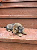 Sage, a female Miniature Dachshund for sale in Portland, OR – Photo 9 of 9