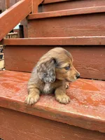 Sage, a female Miniature Dachshund for sale in Portland, OR – Photo 2 of 9