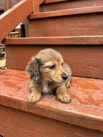 Sage, a female Miniature Dachshund for sale in Portland, OR – Photo 5 of 9