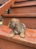 Sage, a female Miniature Dachshund for sale in Portland, OR – Photo 4 of 9
